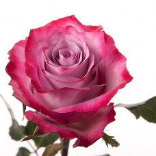  Rose Deep Purple 50 cm