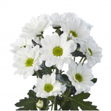  White Chrysanthemum Bacardi