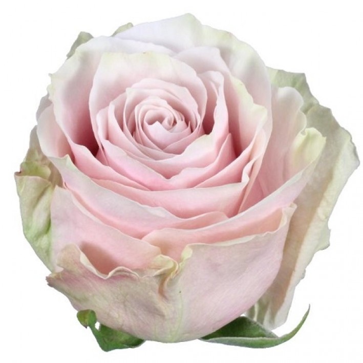  Rose Pink Mondial 70 cm