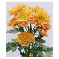 Bacardi Chrysanthemum Orange