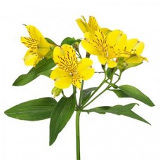  Alstroemeria yellow