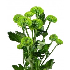 Chrysanthemum "Feeling green"