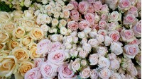 Bouquets of pionies-shaped roses