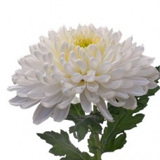 Chrysanthemum white 