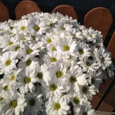11 white chrysanthemums
