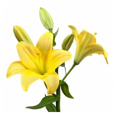  Yellow lily